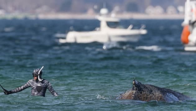 Deutsche bangen um gestrandeten Buckelwal