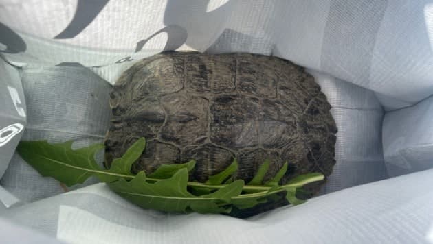 Wasserschildkröte verirrte sich auf die Fahrbahn